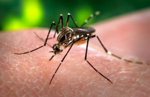 Zika in Romania