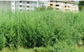 Poliția Locală Sector 4 a notificat proprietarii a 595 de terenuri infestate cu ambrozie