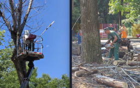 Sectorul 4 intră în linie dreaptă cu toaletarea arborilor: Peste 1.000 de avize sunt în lucru, după ce ani de zile intervențiile au fost blocate